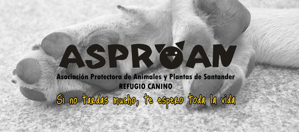 Asociación protectora de animales y plantas de Santander. Refugio canino.